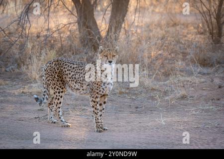 Une vue de profil d'un guépard africain regardant droit devant la caméra alors que le soleil se lève dans les prairies de Namibie Banque D'Images