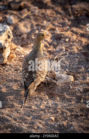 Un petit groupe de sable vert Namaqua se tenait dos à la caméra parmi les rochers et le gravier du nord de la Namibie Banque D'Images