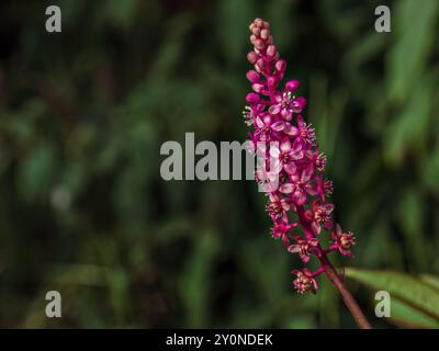 Photographie rapprochée d'une fleur rouge de Phytolacca rugosa illuminée par la lumière du coucher du soleil, dans une ferme près de la ville de Villa de Leyva. Banque D'Images