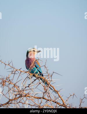 Un rouleau croisé lilas aux couleurs vives perché sur la branche épineuse d'un acacia, isolé contre le ciel, dans les prairies d'Etosha National par Banque D'Images