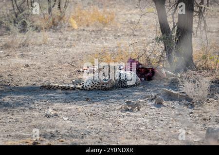 Un guépard allongé à l'ombre d'un arbre avec les restes d'un impala qu'il a tué dans le parc national d'Etosha, en Namibie Banque D'Images