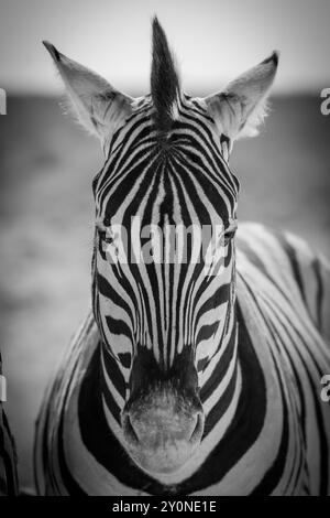 Portrait en gros plan du visage d'un zèbre adulte regardant directement la caméra dans le parc national d'Etosha, en Namibie Banque D'Images