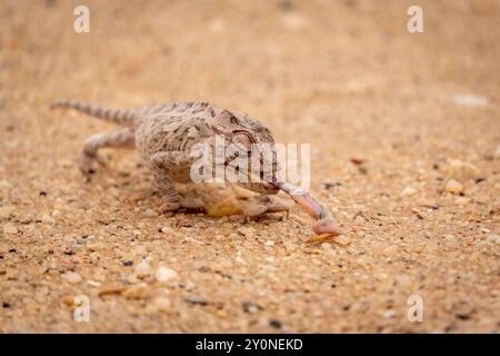 Caméléon namaqua attrapant un ver à farine avec sa langue tendue dans le gravier du désert près de Swakopmund, Namibie Banque D'Images