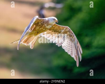 Cerf-volant rouge leucistique de couleur blanche (milvus milvus) rare oiseau de proie Banque D'Images