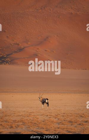 Un oryx solitaire regardant le spectateur devant une vaste dune de sable à Sossusvlei, Namibie Banque D'Images