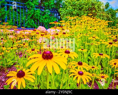 Croustilles jaunes en perspective pleine floraison au niveau des yeux Banque D'Images