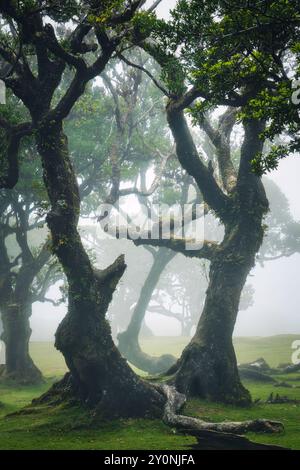 Laurel arbres dans la vieille forêt de Fanal, à Madère, Portugal, sombre jour de pluie Banque D'Images