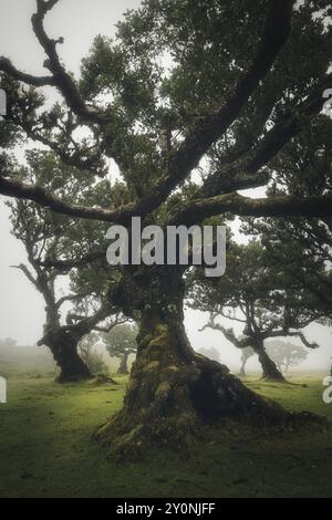 Mystique conte de fées Fanal Forest Laurel sur l'île de Madère au Portugal, atmosphérique avec brouillard sur un jour de pluie sombre Banque D'Images