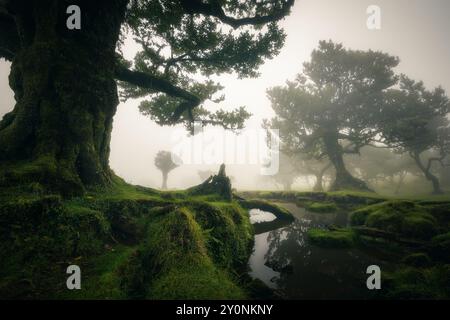 Atmosphérique mystique ancienne forêt de Fanal à Madère, avec un petit étang au premier plan, célèbre attraction touristique à Madère Portugal, brouillard, RA Banque D'Images