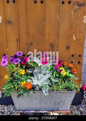 Jardinière florale vibrante contre clôture en bois rustique vue au niveau des yeux Banque D'Images