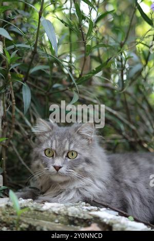 Gros plan d'un chat gris et moelleux aux yeux jaunes saisissants qui jette un coup d'œil sur des feuilles vertes luxuriantes, capturant un moment de curiosité féline dans la nature. Banque D'Images