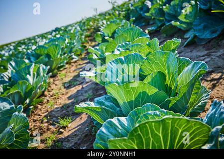 Lush Cabbage Field à Fort Wayne Low angle View Banque D'Images