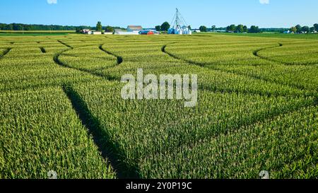 Vue aérienne du labyrinthe luxuriant de champ de maïs et des bâtiments de ferme avec pistes de pneus Banque D'Images
