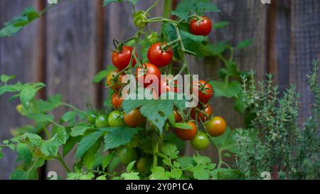 Tomates mûres devant un mur en bois. Banque D'Images