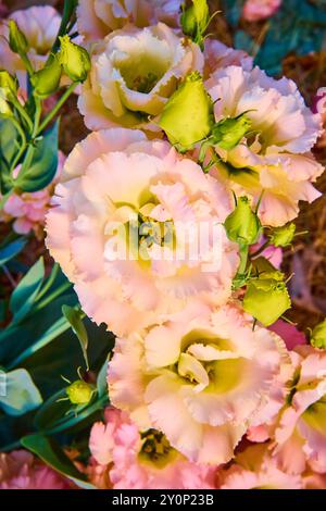 Gros plan fleurs rose pâle et crème en pleine floraison Banque D'Images