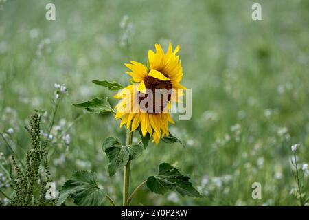Blühende Sonnenblume auf einer Wiese , Deutschland, Rheinland-Pfalz, 03.09.2024, Eine leuchtend gelbe Sonnenblume steht im Fokus, umgeben von einer Wiese mit unscharfen Sonnenblumen und Wildblumen im Hintergrund. DAS Bild verkörpert die Schönheit und Farbenpracht der Natur. *** Floraison de tournesol dans une prairie , Allemagne, Rhénanie Palatinat, 03 09 2024, Un tournesol jaune vif est mis au point, entouré d'une prairie avec des tournesols flous et des fleurs sauvages en arrière-plan L'image incarne la beauté et la couleur de la nature Banque D'Images