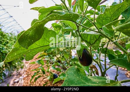 Plante d'aubergine florissante dans Greenhouse Eye Level View Banque D'Images