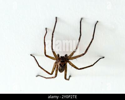 Araignée géante, araignée à canne, Warmhaus-Riesenkrabbenspinne, Babouk, Heteropoda venatoria, Isabela Island, Galápagos, Équateur, Amérique du Sud Banque D'Images