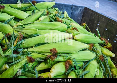 Abondante récolte de maïs doux en extérieur perspective aérienne Banque D'Images