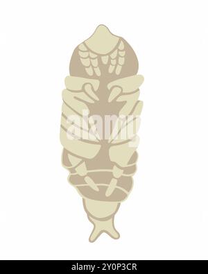 Illustration isolée vectorielle d'une larve de cafard sur un fond blanc. Illustration de Vecteur