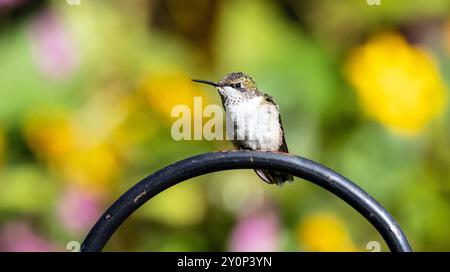 Gros plan d'un colibri à gorge rubis perché dans un jardin au Québec, Canada Banque D'Images