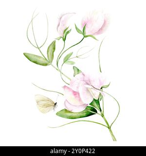 Illustration aquarelle dessinée à la main de fleurs de pois parfumées dans des couleurs pastel. Convient pour les conceptions de cartes, les textiles et le scrapbooking Banque D'Images