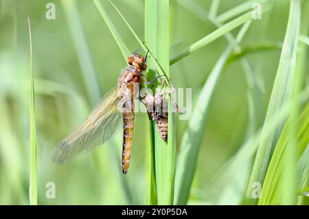 Rare Chaser ou Blue Chaser Dragonfly femelle émergeant avec exuvia - Libellula fulva Banque D'Images