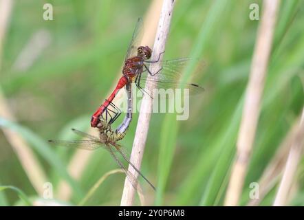 Paire d'accouplement Ruddy Darter Dragonfly - Sympetrum sanguineum Banque D'Images