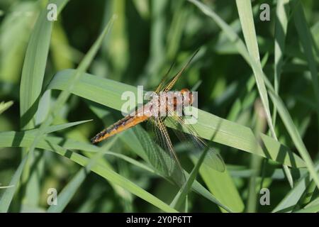 Scarce Chaser ou Blue Chaser Dragonfly femelle - Libellula fulva Banque D'Images