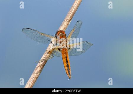 Scarce Chaser ou Blue Chaser Dragonfly femelle avec aile déformée - Libellula fulva Banque D'Images