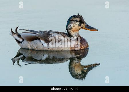 Canard colvert multicolore en mue nageant dans un lac bleu. Réflexion dans l'eau. Banque D'Images