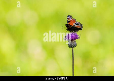 Papillon de paon coloré assis sur une fleur de chardon violet dans un pré avec des ailes déployées. Herbe vert jaune vif en arrière-plan. Banque D'Images