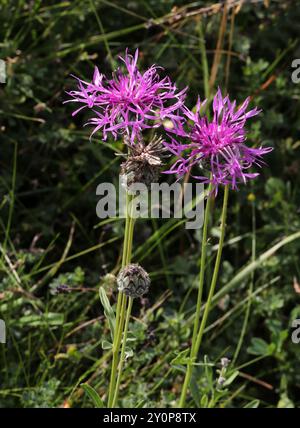 Grande fleur de Knapweed, Centaurea scabiosa, Asteraceae. Totternhoe Knolls, Chilterns, Bedfordshire, Royaume-Uni. La plus grande knapweed se trouve en croissance dans le gras sec Banque D'Images