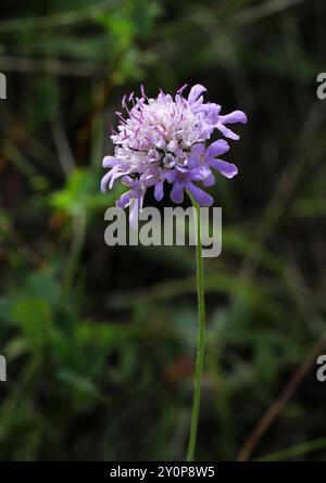 Field Scabious, Knautia arvensis, Caprifoliaceae, (Dipsacaceae). Totternhoe Knolls, Chilterns, Bedfordshire, Royaume-Uni. Banque D'Images