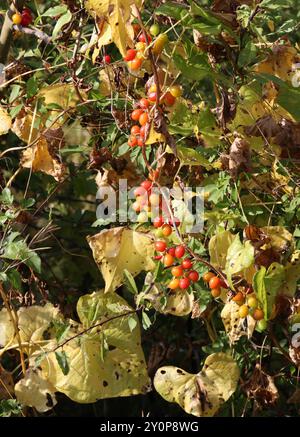 Bryony Berries, Lady's-Seal ou Black Bindweed, Tamus communis, Dioscoreaceae. Totternhoe Knolls, Chilterns, Bedfordshire, Royaume-Uni. Banque D'Images