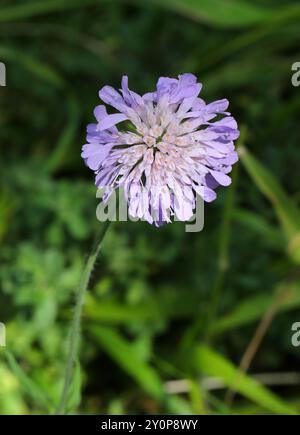 Field Scabious, Knautia arvensis, Caprifoliaceae, (Dipsacaceae). Totternhoe Knolls, Chilterns, Bedfordshire, Royaume-Uni. Banque D'Images