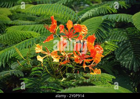 royal poinciana, flamboyant, fleur de phoenix, arbre de flamme, Flammenbaum, Delonix regia, tűzvirágfa, Isabela Island, Galápagos, Équateur, Amérique du Sud Banque D'Images