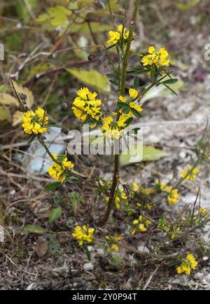 Luzerne jaune, faucille luzerne, luzerne à fleurs jaunes, luzerne jaune, faucille Medick ou Médicis jaune, Medicago falcata, Fabaceae. Totternhoe Knolls Banque D'Images