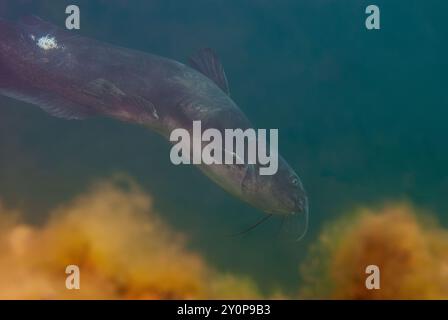 Vue sous-marine d'un poisson-chat du chenal Ictalurus punctatus Banque D'Images