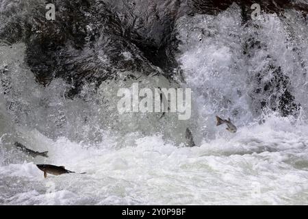 Cinq saumons quinnats (Oncorhynchus tshawytscha), aussi connus sous le nom de Spring, King ou Tyee, sautent dans une cascade de la rivière Kakweiken pendant la course au saumon Banque D'Images