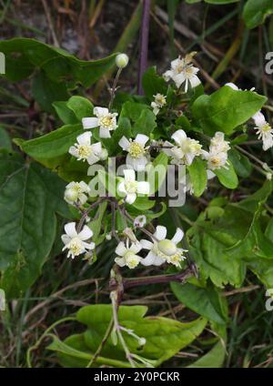 Fleurs de la barbe du vieil homme ou joie du voyageur, Clematis vitalba, Ranunculacées. ROYAUME-UNI. C'est une plante envahissante dans de nombreux endroits. Banque D'Images