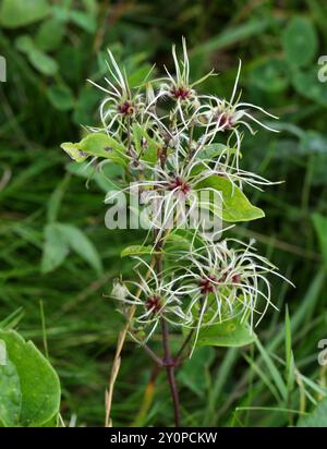 Seedhead of Old Man's Beard ou Traveller's Joy, Clematis vitalba, Ranunculaceae. ROYAUME-UNI. C'est une plante envahissante dans de nombreux endroits. Banque D'Images