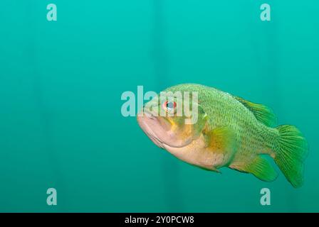 Bar à grande bouche Micropterus Salmoides nageant en eau douce avec Copy-Space Banque D'Images