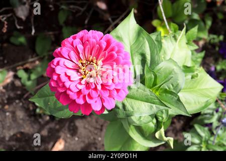 Jolie fleur rose de Zinnia dans un lit de jardin Banque D'Images