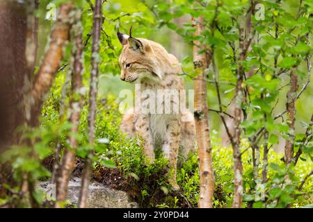 Lynx eurasien sauvage dans une forêt scandinave luxuriante mettant en valeur la beauté naturelle de la faune norvégienne Banque D'Images