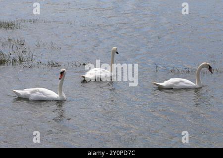 Trois cygnes muets (Cygnus olor) nageant ensemble de gauche à droite dans la mer avec des roseaux Banque D'Images