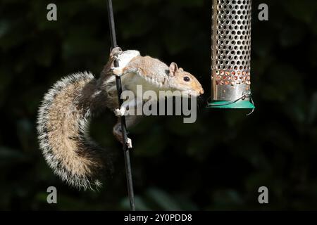 Écureuil gris (Sciurus carolinensis) suspendu à un poteau, atteignant un mangeoire d'oiseaux verts dans un jardin. Image basse clé avec buissons à l'arrière. Banque D'Images