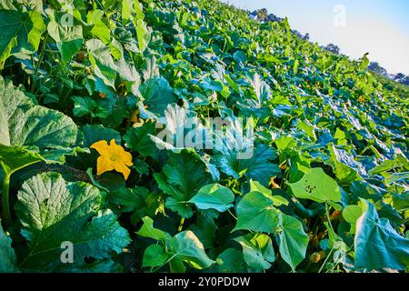 Écusson de citrouille luxuriante avec fleur jaune au niveau des yeux Banque D'Images
