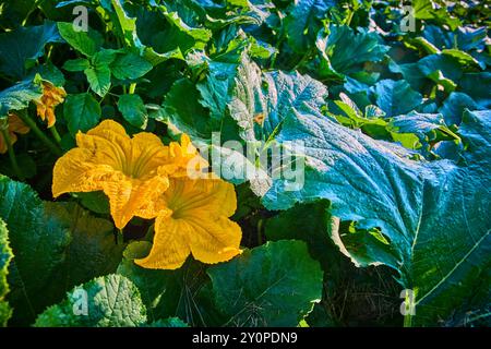 Fleur de courge jaune éclatante au milieu des feuilles vertes luxuriantes vue au niveau des yeux Banque D'Images