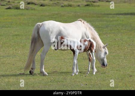 Un poney New Forest blanc avec son poulain nouveau-né brun et blanc, sur une plaine herbeuse Banque D'Images